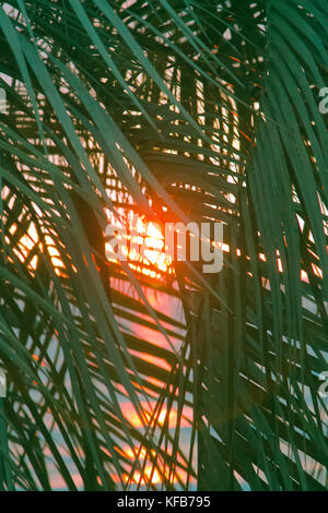 Promessa di riposo celeste. tramonto attraverso foglie di palme sull oceano Indiano, viaggio tropicale. ben riconoscibili le immagini che trigger emotio positivo Foto Stock