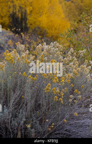 Aspens e spazzola in pieno Autunno a colori su rock creek rd parte di Inyo National Forest. California USA Foto Stock