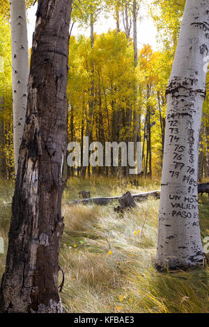 Un Aspen Grove durante la caduta in Eastern Sierra Nevada California USA Foto Stock