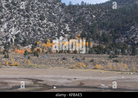 Aspen alberi contro un robusto rock scogliera iniziano a perdere le foglie in autunno si trasforma in inverno nella parte orientale della Sierra Nevada della California Foto Stock