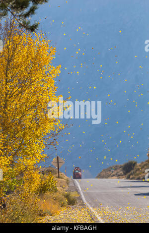 Aspen foglie soffiando attraverso la strada durante la caduta sul lago giugno ansa in montagne della Sierra Nevada. California USA Foto Stock