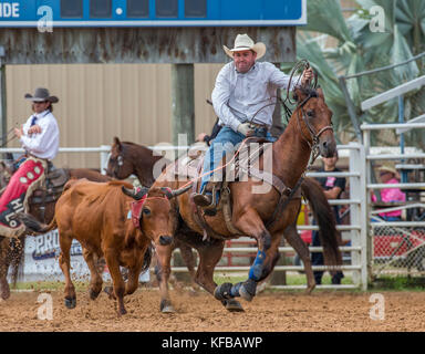 Steer wrestling al 4th Annual Fall PRCA Rodeo ad Arcadia Florida Foto Stock
