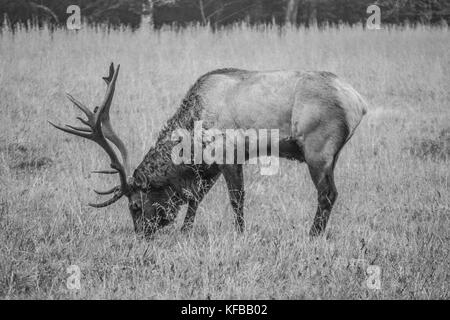 Bull Elk durante il solco nella Smokies Foto Stock