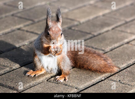 Piccolo scoiattolo rosso seduta sul marciapiede del parco con il dado nella soleggiata giornata autunnale Foto Stock