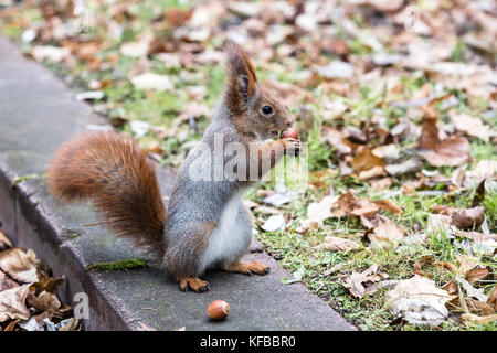 Piccolo scoiattolo grigio seduta sul cordolo in calcestruzzo e mangiare il dado su foglie di autunno sfondo Foto Stock