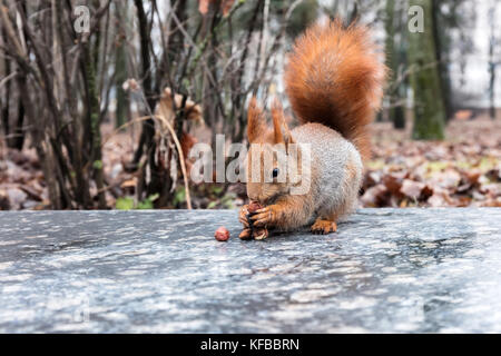 Funny scoiattolo rosso seduto sul cordolo e mangiare i dadi su sfocato autunno sfondo parco Foto Stock