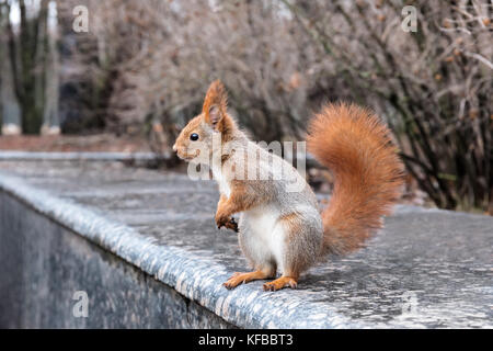 Giovani scoiattolo rosso con coda soffice in piedi sul cordolo in autunno park Foto Stock