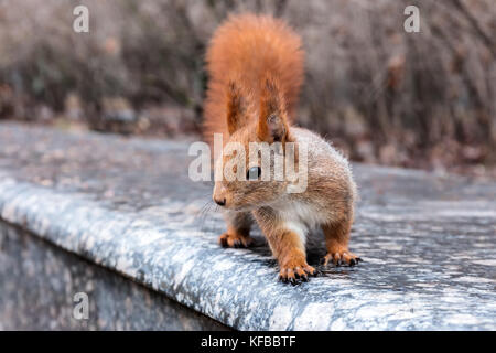 I giovani lo scoiattolo con coda soffice in piedi sul cordolo sul sfocata alberi d'autunno sfondo Foto Stock