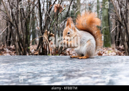 Carino scoiattolo rosso seduto sulla pietra in autunno park e mangiare i dadi Foto Stock