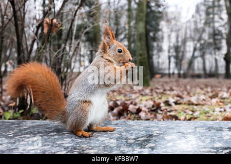 Scoiattolo rosso in piedi con il dado su pietra contro gli alberi sfocati sullo sfondo Foto Stock