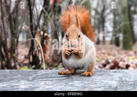 Carino scoiattolo rosso seduto sul cordolo in autunno park e mangiare i dadi Foto Stock