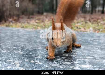 Rosso scoiattolo soffici sul marciapiede alla ricerca di cibo in autunno park Foto Stock