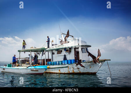 Isole Galapagos, ecuador, isabela island, fregate volare intorno ad una barca da pesca vicino a Elisabeth bay Foto Stock