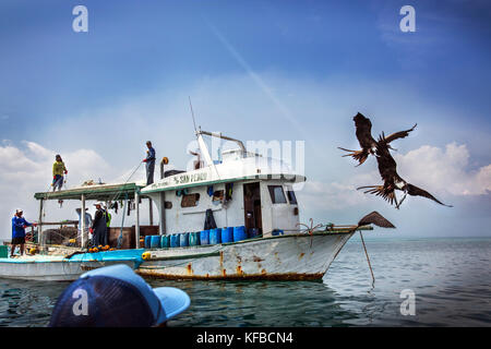 Isole Galapagos, ecuador, isabela island, fregate volare intorno ad una barca da pesca vicino a Elisabeth bay Foto Stock