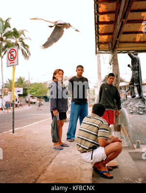 Isole GALAPAGOS, ECUADOR, una gru vola su un gruppo di gente del posto in un mercato del pesce sull'isola di Santa Cruz Foto Stock