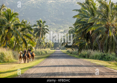 Hawaii, Oahu, North Shore, cavalli corrono lungo la strada a dillingham ranch in waialua Foto Stock