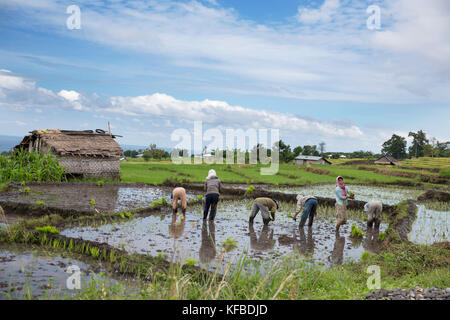 Indonesia, Flores, donne pianta germogli di riso in un campo di narang village Foto Stock