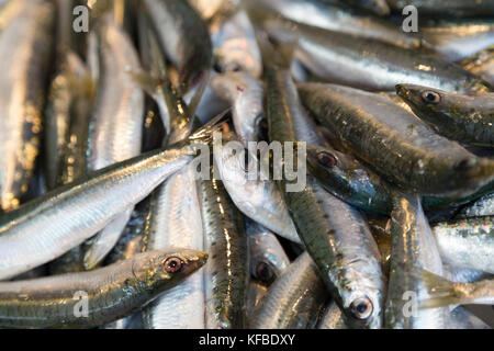 L'Italia, Venezia, sardine in vendita nel mercato di Rialto. Foto Stock