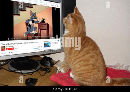 Un ginger tabby cat orologi animati Tom & Jerry su YouTube Foto Stock