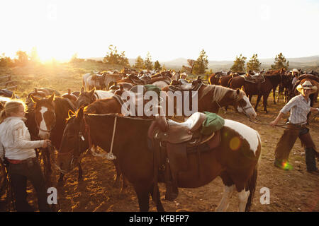 Stati Uniti d'America, Wyoming encampment, wranglers raccogliere cavalli per gli ospiti a un dude ranch abara ranch Foto Stock