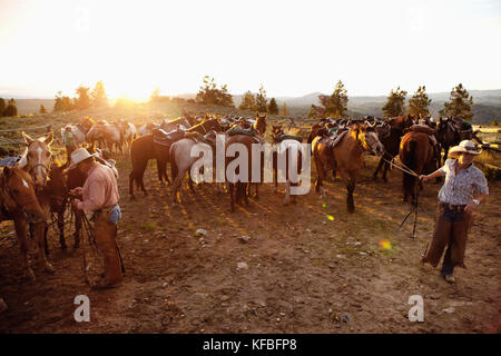 Stati Uniti d'America, Wyoming encampment, wranglers raccogliere cavalli per gli ospiti a un dude ranch abara ranch Foto Stock