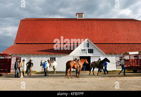 Stati Uniti d'America, Wyoming encampment, cowboy preparare per un branding e caricare i cavalli in un rimorchio, big creek ranch Foto Stock