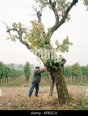 L'Italia, Verona, Gargagnago di Valpolicella, senior man standing mediante una struttura ad albero con vigneto in background all'La Foresteria Serego Alighieri. Foto Stock