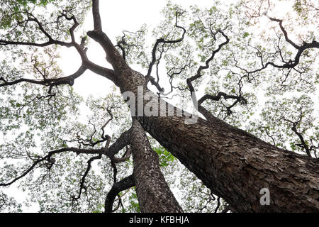 Albero di pioggia /monkeypod/ est indiano di noce/thibet gigante (samanea saman)(membro della famiglia di pisello) sfondo con luce morbida (focus sul tronco di albero) Foto Stock