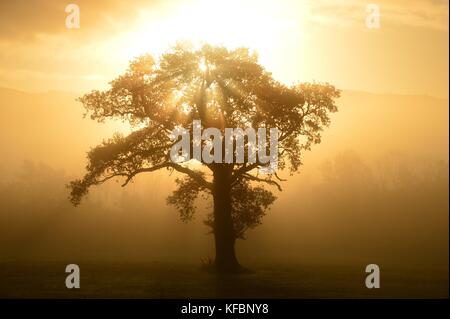 Severn Valley, Powys Wales Regno Unito. Venerdì 27 Ott 2017 UK Weather: Un glorioso sole sorge su un albero solitario in una mattina misticosa nella valle di Severn appena fuori Newtown a Powys, metà Galles Credit: keith morris/Alamy Live News Foto Stock