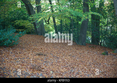 Keston, UK. 27 ottobre, 2017. Il cielo blu e Golden colori autunnali in Keston stagni, Kent. Persone ammirano le opinioni e riflessioni attraverso gli stagni.© Keith Larby/Alamy Live News Foto Stock