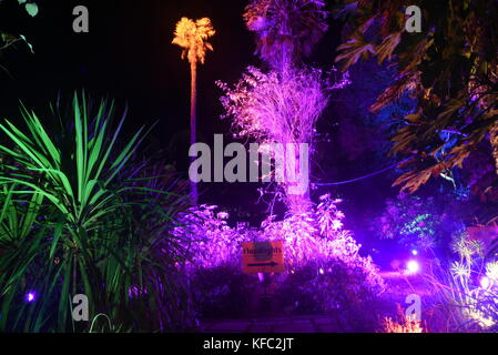 Abbotsbury, DORSET REGNO UNITO 27 ottobre 2017 centinaia di persone hanno visitato per vedere i washer nel giardino subtropicale questa sera. 27 ottobre, 2017. abbotsbury, Dorset, Regno Unito. Credito: ajit stoppino/alamy live news Foto Stock