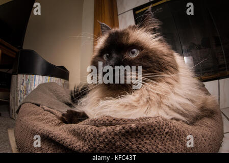 Una bella Himalayan gatto siamese gatto nel soggiorno. Foto Stock