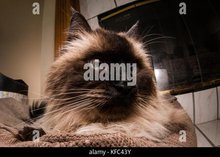 Una bella Himalayan gatto siamese gatto nel soggiorno. Foto Stock