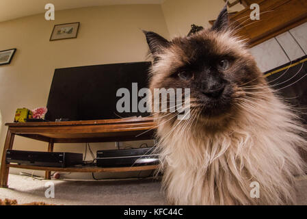 Una bella Himalayan gatto siamese gatto nel soggiorno. Foto Stock