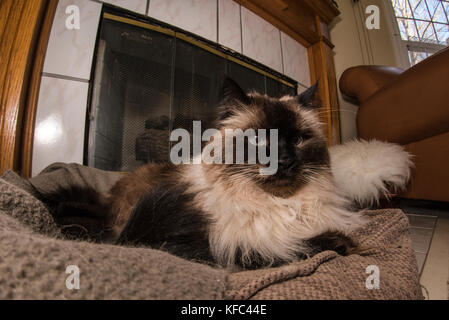 Una bella Himalayan gatto siamese gatto nel soggiorno. Foto Stock