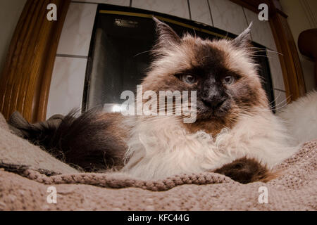 Una bella Himalayan gatto siamese gatto nel soggiorno. Foto Stock