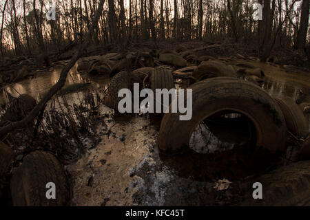 Una zona umida inquinato in North Carolina che è stato usato come un dumping illegale sito per pneumatici. Foto Stock