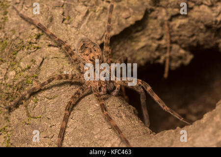 Un ragno di grandi dimensioni da un bosco vicino a Greenville, NC. È probabile che un Dolomedes sp. Foto Stock