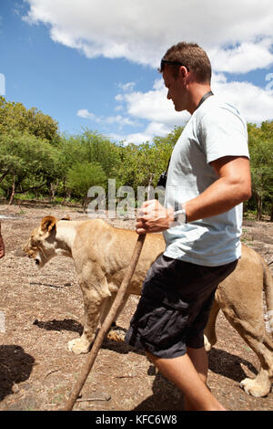 Maurizio, Flic en Flac, passeggiate turistiche fianco a fianco con una leonessa a casela natura e leisure park nella parte occidentale di Mauritius Foto Stock