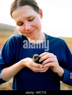 Messico, Baja, sorridente metà donna adulta azienda cassin auklet del pulcino, san benitos isole Foto Stock