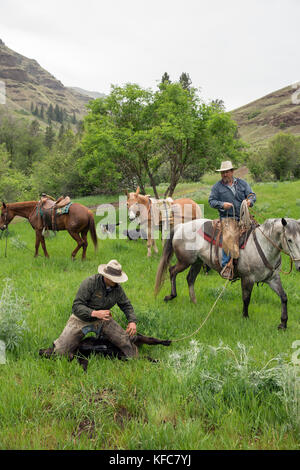 Stati Uniti d'America, oregon, Giuseppe, cowboy todd nash e Cody ross corda e lavorare su un vitello nel canyon fino grande pecora creek nella zona nord-est di Oregon Foto Stock