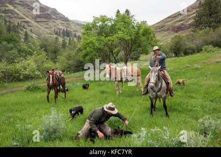 Stati Uniti d'America, oregon, Giuseppe, cowboy todd nash e Cody ross corda e lavorare su un vitello nel canyon fino grande pecora creek nella zona nord-est di Oregon Foto Stock