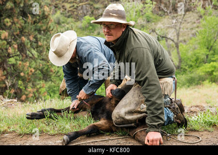 Stati Uniti d'America, oregon, Giuseppe, cowboy todd nash e Cody ross corda e lavorare su un vitello nel canyon fino grande pecora creek nella zona nord-est di Oregon Foto Stock