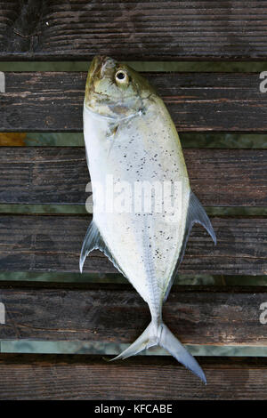 Polinesia francese, Tahaa Island. Pesce fresco pescato sul dock. Foto Stock