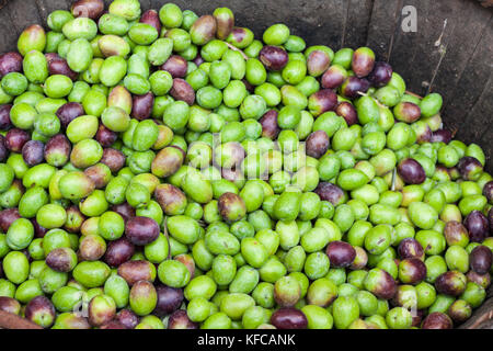 Appena raccolte verdi e olive nere in un cestello di legno per vendita a sineu mercato, Maiorca, SPAGNA Foto Stock