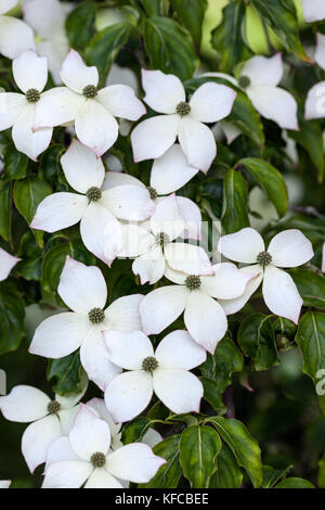 Primo piano Cornus kousa var. Chinensis fiorire in un giardino inglese, Inghilterra, Regno Unito Foto Stock