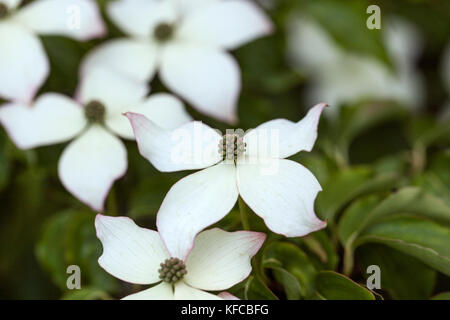 Primo piano Cornus kousa var. Chinensis fiorire in un giardino inglese, Inghilterra, Regno Unito Foto Stock