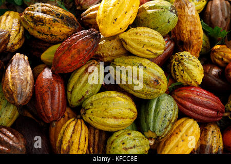 Belize, Punta Gorda, Distretto di Toledo, un mucchio di raccolti di frutta cacao presso la fattoria di justino peck nel villaggio maya di san jose Foto Stock