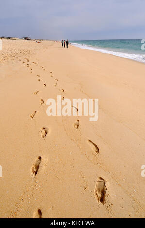 Spiaggia di Comporta, Alentejo. Portogallo Foto Stock