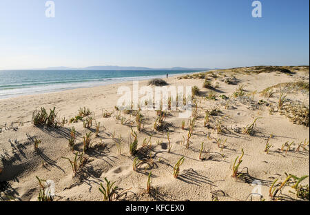 Dune di sabbia nella spiaggia di Comporta, Alentejo. Portogallo Foto Stock